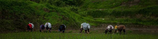 چالش فاضلاب و زباله در شالیزارها/ اعتبارات کافی نیست