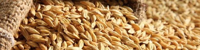 تحقق ۵۷ درصدی تولید و خرید بذر جو