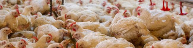 کاهش سرانه مصرف مرغ در کشور/ ریزش ۳۰ میلیون قطعه‌ای جوجه‌ریزی در تیرماه
