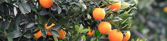 جزییات صادرات مرکبات ایرانی به چین/ می‌توان یوان را وارد چرخه اقتصادی کرد