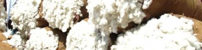 پیش‌بینی رشد 20 درصدی تولید پنبه در کشور