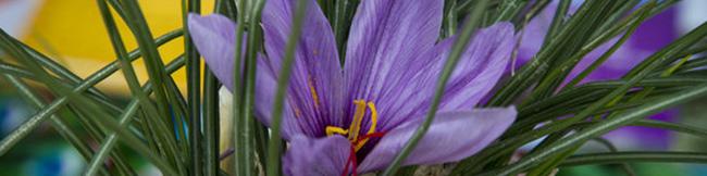 وزارت جهاد کشاورزی قیمت خرید زعفران را ۴۱ میلیون تومان اعلام کرد