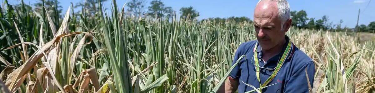 جزییات تولید غلات دنیا در گزارش فائو؛ ضربه سخت هوای داغ و خشکسالی به کشاورزی اروپا