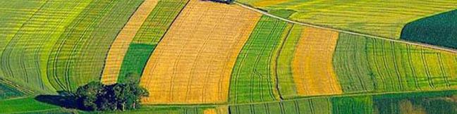 اجرای الگوی کشت در ۶۰ درصد اراضی زراعی طی امسال