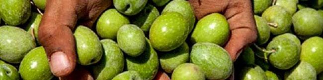 تولید زیتون ۲۵۰ درصد افزایش یافت