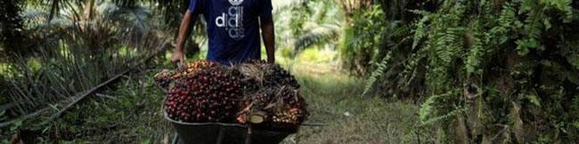 قیمت جهانی روغن پالم بالا رفت