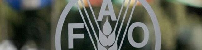 فائو: با وجود افزایش قیمت غلات، شاخص جهانی قیمت مواد غذایی کاهش یافت