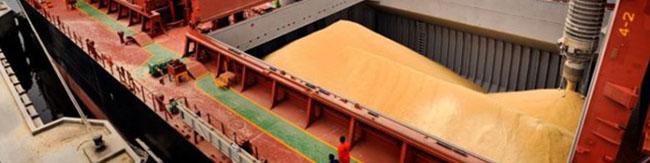 سرعت‌گیری ترخیص نهاده‌های دامی از بنادر کشور