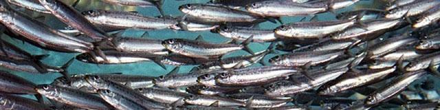 تولید آبزیان تا سال ۱۴۰۴ دو برابر می‌شود