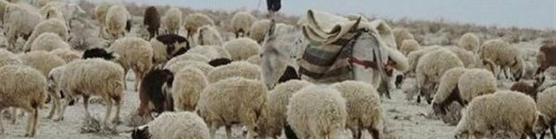 کاهش تورم سالانه و نقطه به نقطه بخش کشاورزی