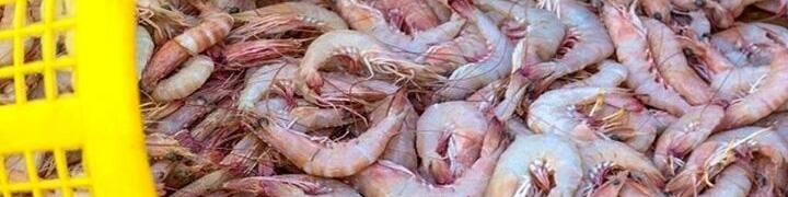 آغاز مذاکرات برای صادرات میگو به چین/ تعیین قیمت تن ماهی در مرحله نهایی است