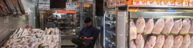 مردم مرغ ذخیره کنند تا گران نشود!