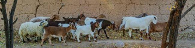 اختصاص ۴۰۰ میلیارد ریال برای هزینه واکسیناسیون دام