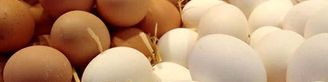 صادرات تخم مرغ صفر شده است