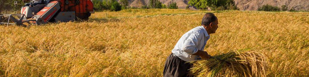 گزارش فائو از نقش مهم ایران در تأمین غذای جهان/ رتبه‌های ۱ تا ۲۰ ایران در صادرات ۲۵ محصول