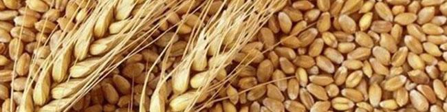 ماجرای ناباروری گندم چیست؟