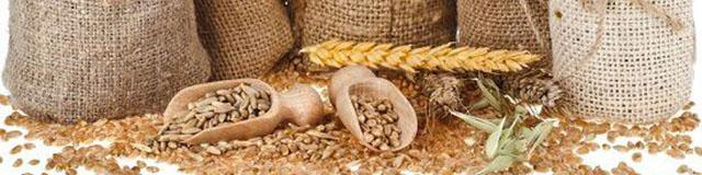 واردات گندم ۲ میلیون تن کاهش یافت