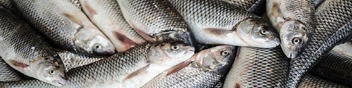 تولید قزل آلا به ۱۲۰ هزارتن می‌رسد