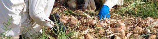 حذف واسطه‌ها برای تعدیل قیمت صیفی جات