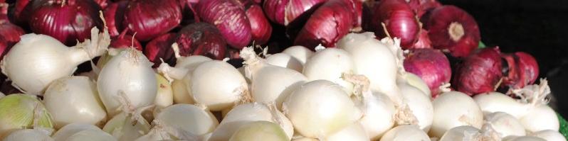 واردات پیاز به کشور/ قصد داریم صادرات را برنامه‌محور کنیم