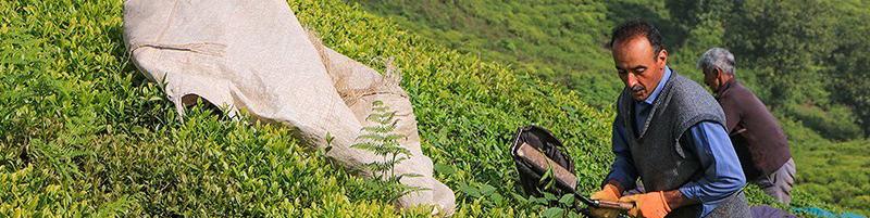 واگذاری تنظیم بازار چای به بخش خصوصی