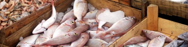 سهم ایران از بازار شیلات جهان ۰.۵ درصد است