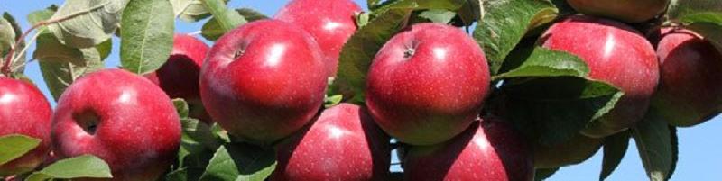 امکان صادرات محصولات باغی ایران به چین