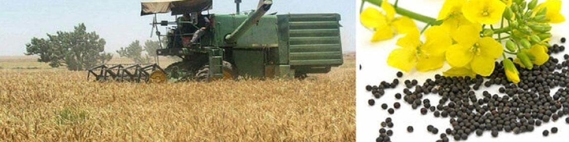 نبود آمار صحیح، علت اصلی مشکلات تنظیم بازار محصولات کشاورزی