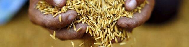 صادرات برنج تایلند صعودی شد