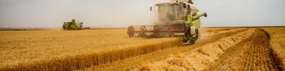 درخواست تجدید نظر در قیمت‌ گندم را داریم/ برداشت گندم از ۱۰ روز آینده