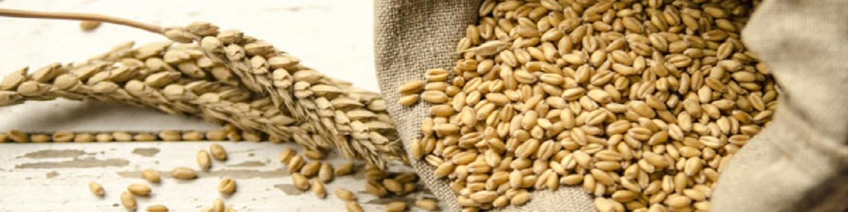 افزایش واردات گندم مصر از روسیه علیرغم جنگ اوکراین