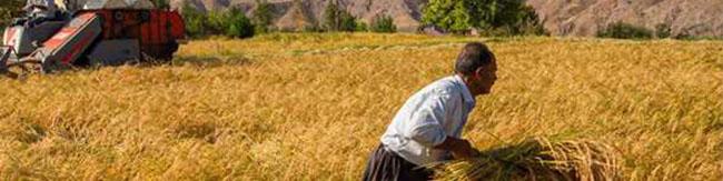 تصمیمی برای قیمت‌ گندم گرفته نشده/ باید به معیشت دیم‌کاران توجه شود