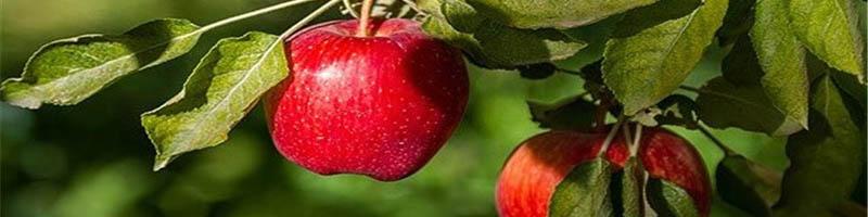 صادرات ۵۵۰ هزار تن سیب در ۱۱ ماه گذشته/ ایران رتبه چهارم جهانی تولید سیب را دارد