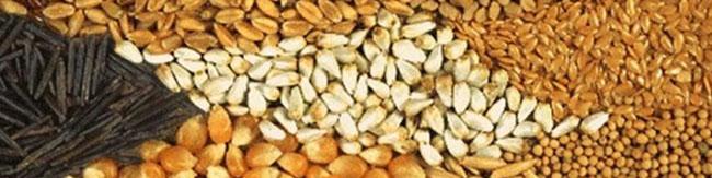 افزایش ۶۰۰ درصدی قیمت نهاده‌های دولتی/ کشورهای همسایه تخم مرغ ارزان ایران را دریافت می‌کنند