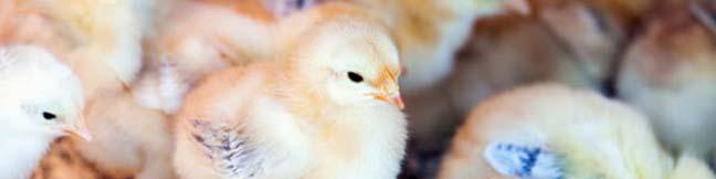 دلال‌ها نمی‌گذارند جوجه با قیمت مصوب به دست مرغدار برسد