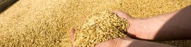 کشاورزان کماکان چشم به راه اصلاح نرخ خرید تضمینی گندم