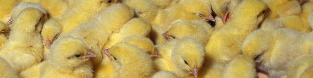 جریمه ۳۲۴ میلیارد تومانی تولیدکننده گران‌فروش جوجه یک روزه!