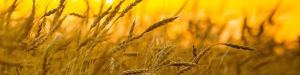 کاهش 7 دلار قیمت گندم در یک روز