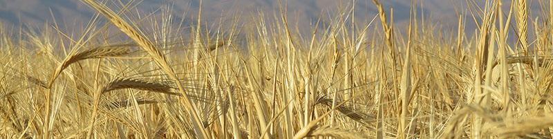 پیش‌بینی وزارت کشاورزی آمریکا از افزایش ۱.۵ میلیون تنی تولید ۲ غله مهم ایران