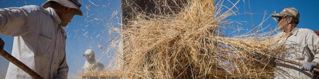 افزایش قیمت خرید تضمینی گندم مشروط به تخصیص منابع مالی جدید است