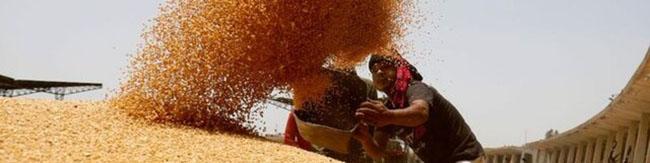 هند برای جلوگیری از افزایش قیمت گندم چه کرد؟