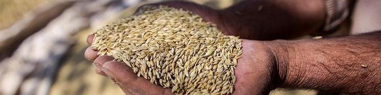 پرداخت مطالبات گندم‌کاران با نرخ ۱۱ هزار و ۵۰۰ تومان/ نرخ جدید ابلاغ نشده است