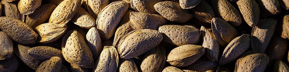 ۸۰ درصد خشکبار ایران صادر می‌شود