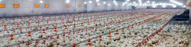 کاهش قیمت جوجه یکروزه/ افزایش تولید مرغ در کشور