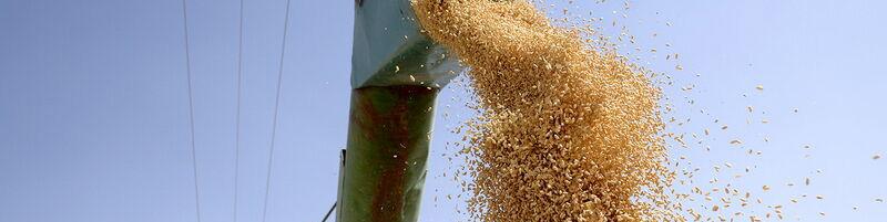 واریز مطالبات گندمکاران به ۵۰ هزار میلیارد تومان رسید