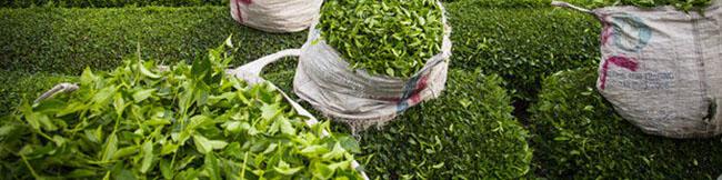 انتقاد نجفی از کاهش نرخ مالیات بر ارزش افزوده واردات برنج و چای