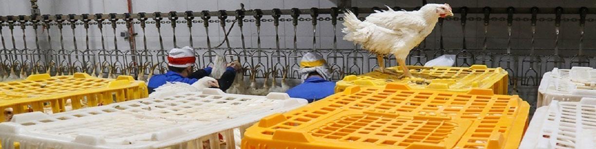 نوسانات بازار مرغ فروکش می‌کند