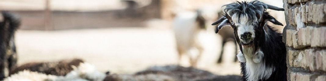 واردات دام زنده به ایران از آفریقا در آینده نزدیک