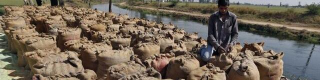 قیمت جهانی غلات گران می‌شود؟