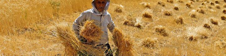 حدود ۵۰درصد مطالبات گندمکاران پرداخت نشده است